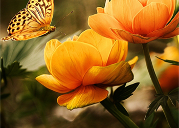 Enjoy the Delights of Summer