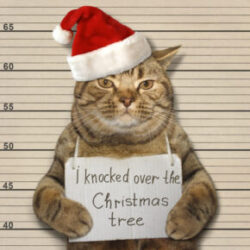 When Holiday Plans Go Awry