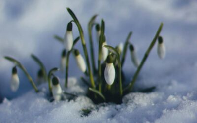 Emerging from Winter Blues into Spring Sunshine
