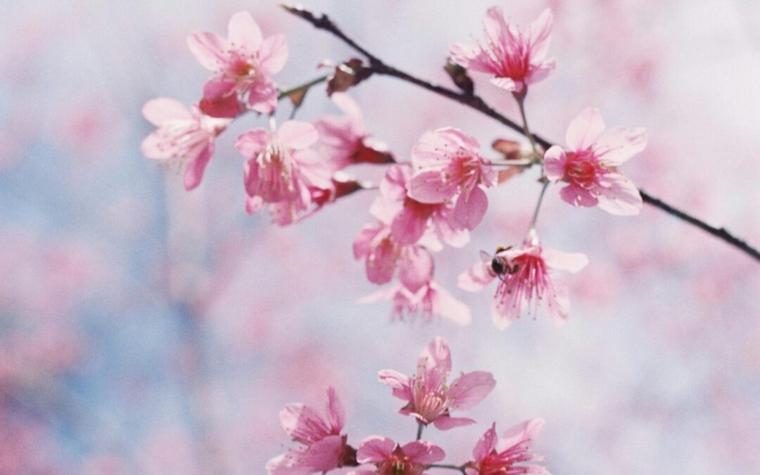 Mindful Spring: Engaging the Senses for Happiness