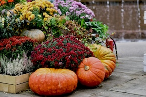 September: A Gentle Shift into the Season of Change