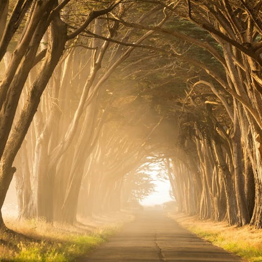 tree-ancestral-tunnel-of-light-517x517 Ariann close-up